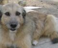 Έχασαν την σκυλίτσα Γκρέτα στην Ερέτρια Εύβοιας